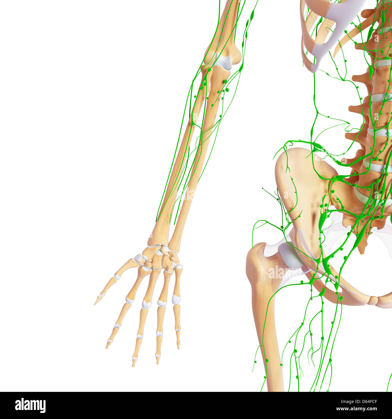 Human Anatomy, artwork Banque D'Images