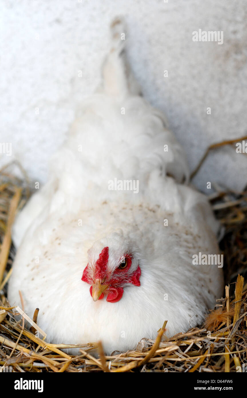 Sion du blanc de poulet dans un nid de paille sur ses oeufs Banque D'Images