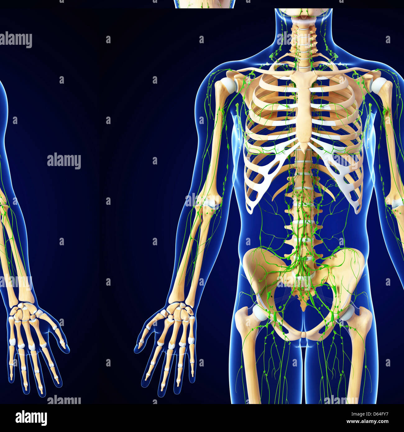 Human Anatomy, artwork Banque D'Images