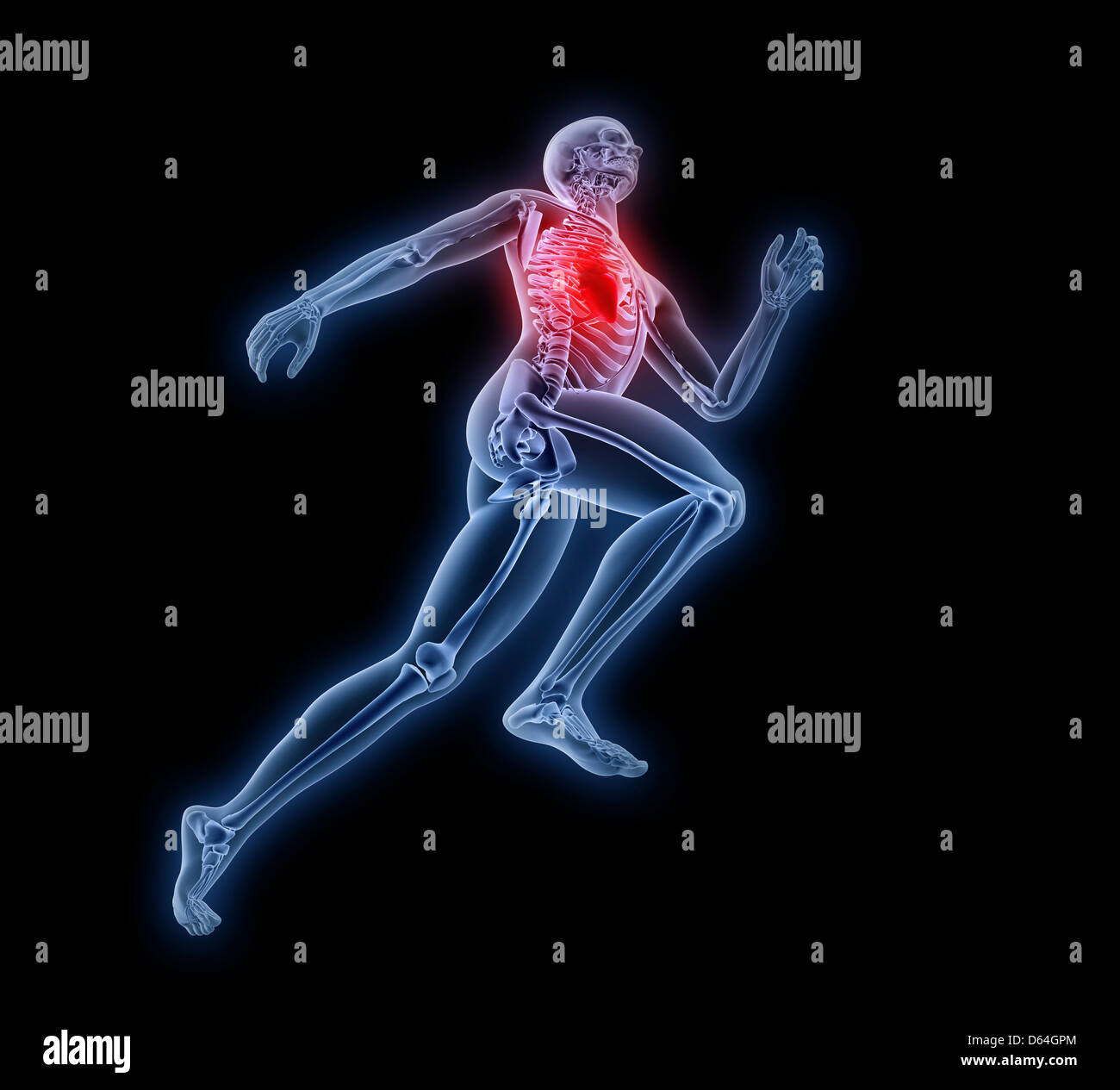 Human Anatomy, artwork Banque D'Images