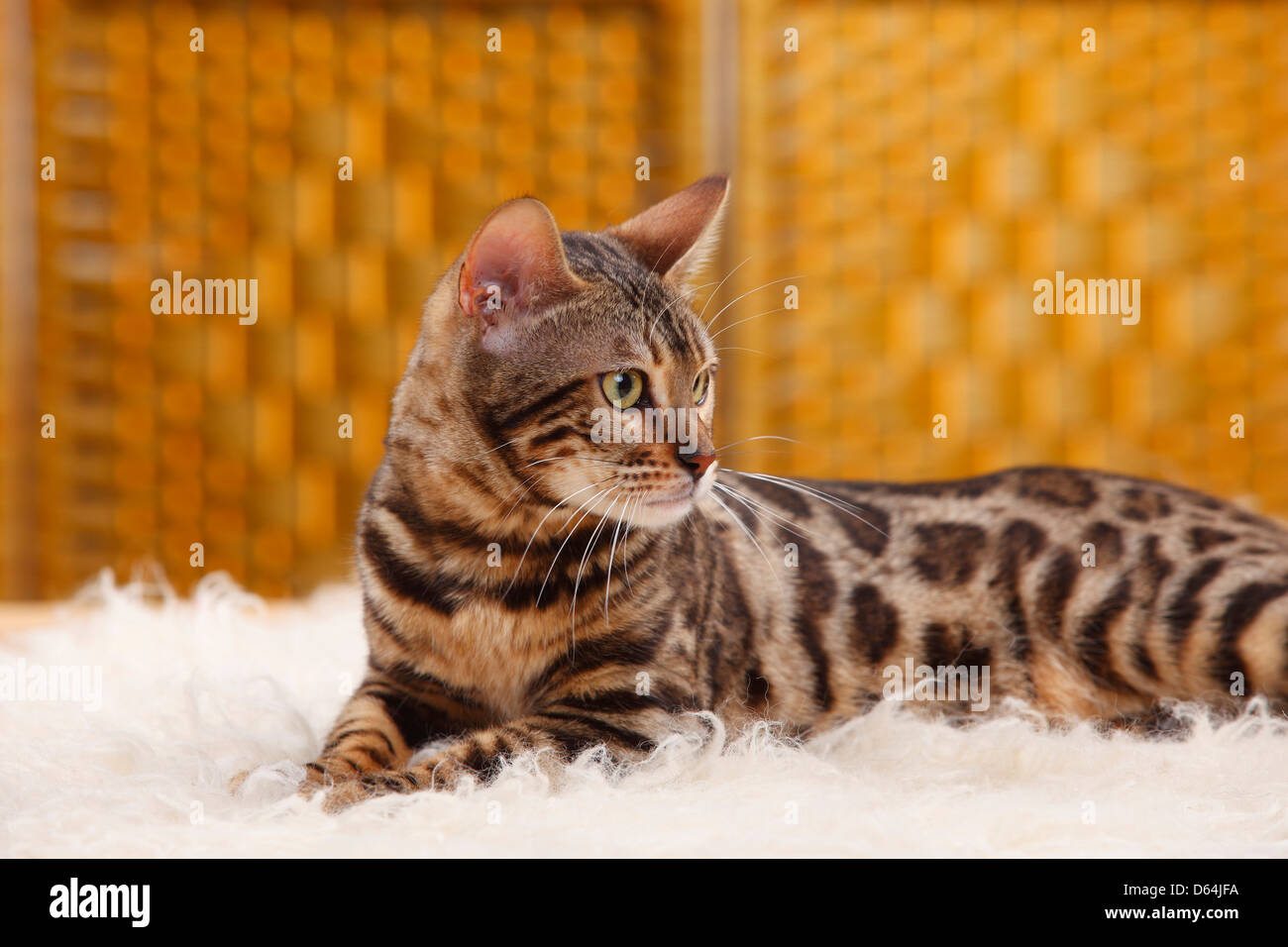 Chat Bengal Bengale Photo Stock Alamy