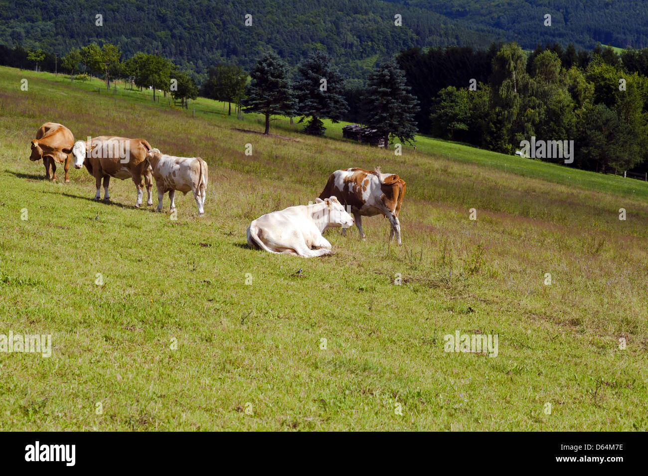Quelques vaches sur les pâturages alpins Banque D'Images