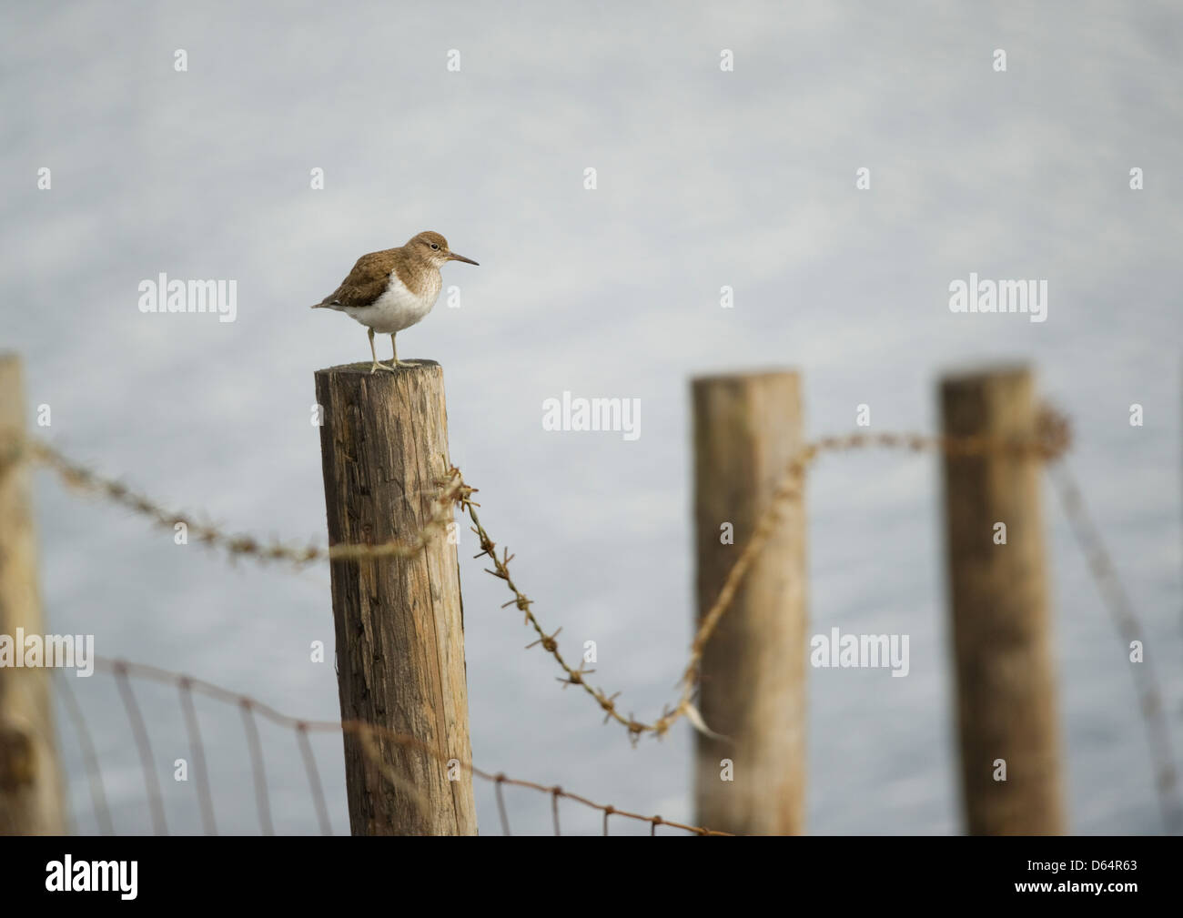 Actitis hypoleucos Common Sandpiper,, debout sur un poteau de clôture par le côté d'un réservoir. Le comté de Durham, Angleterre, Royaume-Uni. Banque D'Images