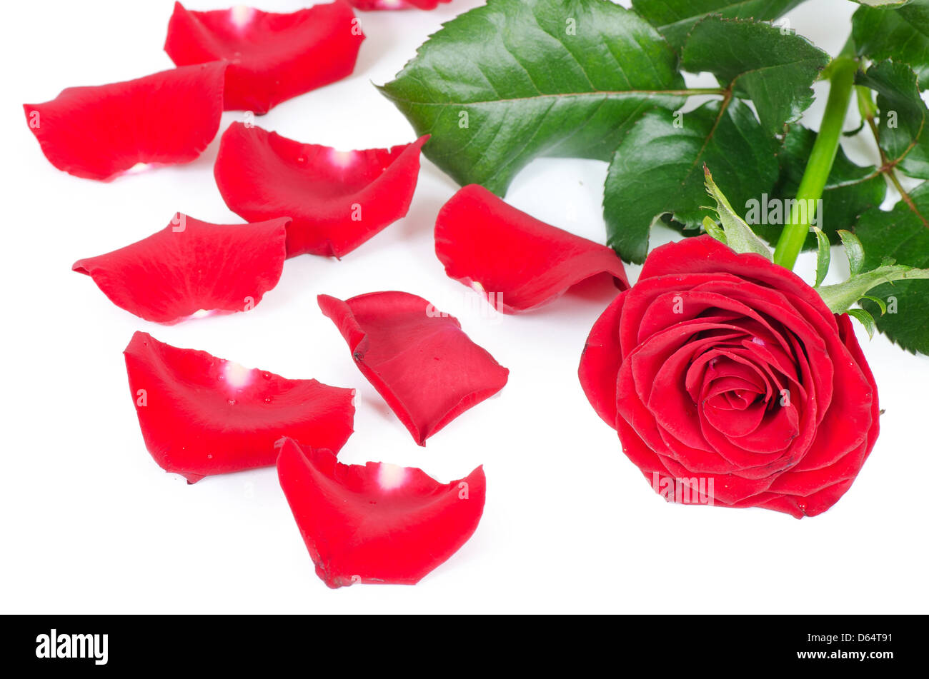 Les roses rouges isolated on white Banque D'Images