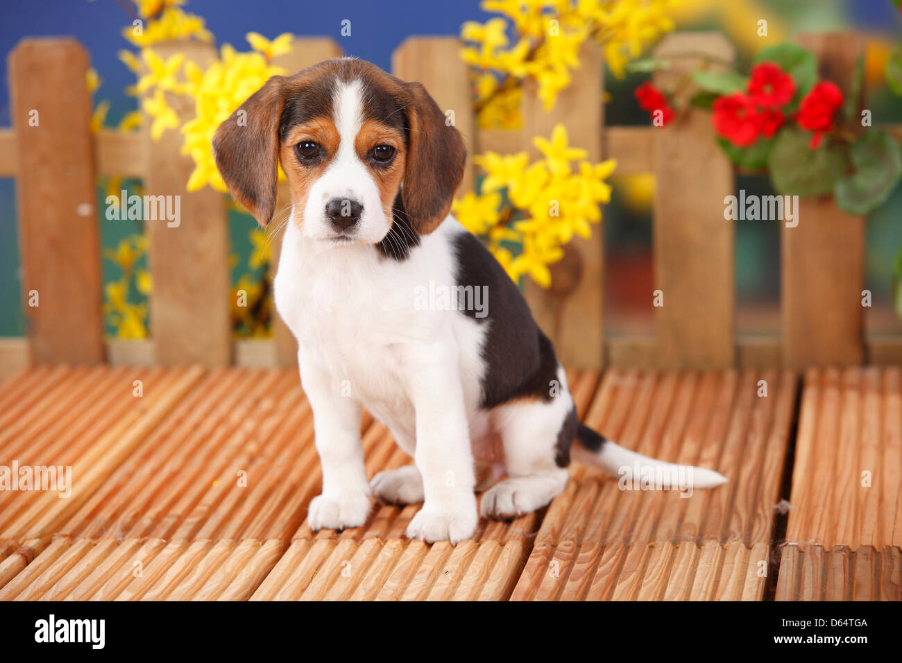Beagle, chiot, 9 semaines |Beagle, Welpe, 9 Wochen Banque D'Images