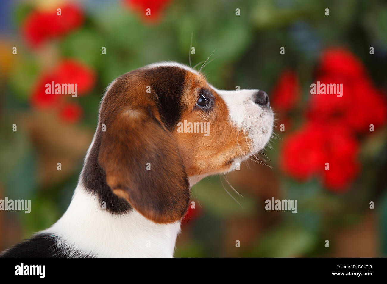 Beagle, chiot, 9 semaines |Beagle, Welpe, 9 Wochen Banque D'Images