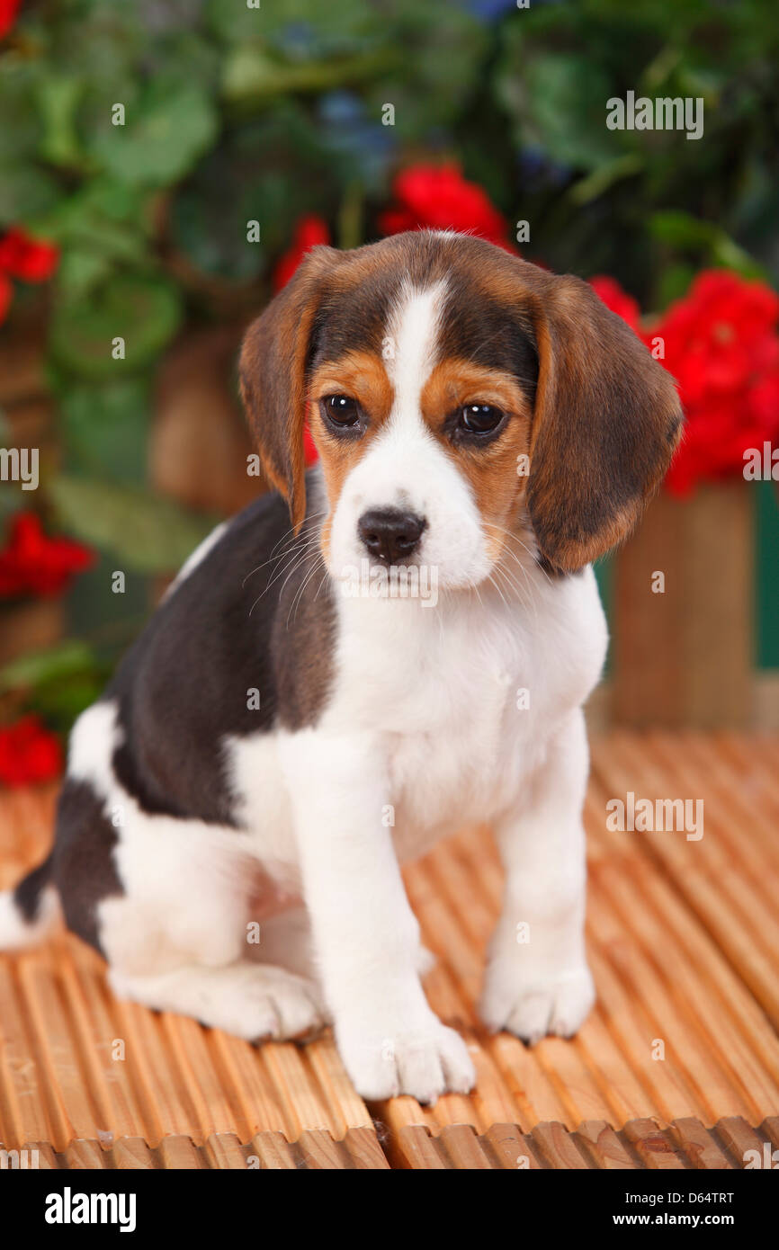 Beagle, chiot, 9 semaines |Beagle, Welpe, 9 Wochen Banque D'Images