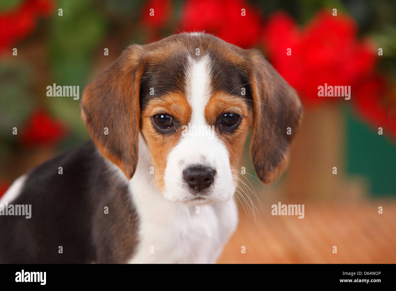 Beagle, chiot, 9 semaines |Beagle, Welpe, 9 Wochen Banque D'Images