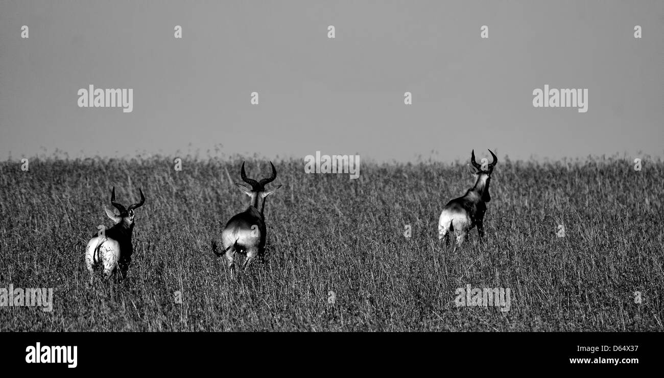 En antilope africaine les prairies sèches, Masai Mara Banque D'Images