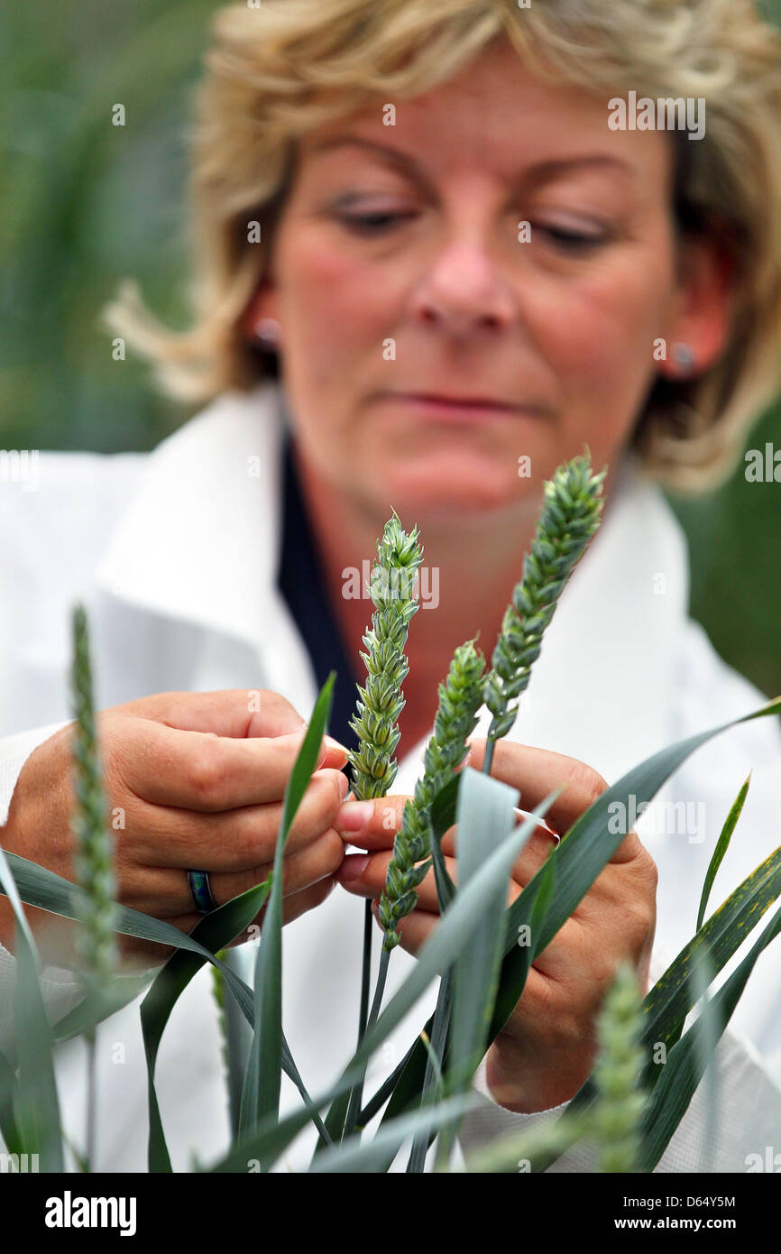 Assistant technique Kerstin Grosser contrôle la croissance des plantes au nouveau centre européen de la culture du blé à Gatersleben, Allemagne, 06 juin 2012. Filiale de Bayer CropScience a ouvert le centre de l'Biotechpark Gatersleben. Avec le développement de nouveaux types de blé avec de meilleurs rendements et de meilleurs caractéristiques, les 40 employés coordonnera l'ensemble du blé cultivat Banque D'Images