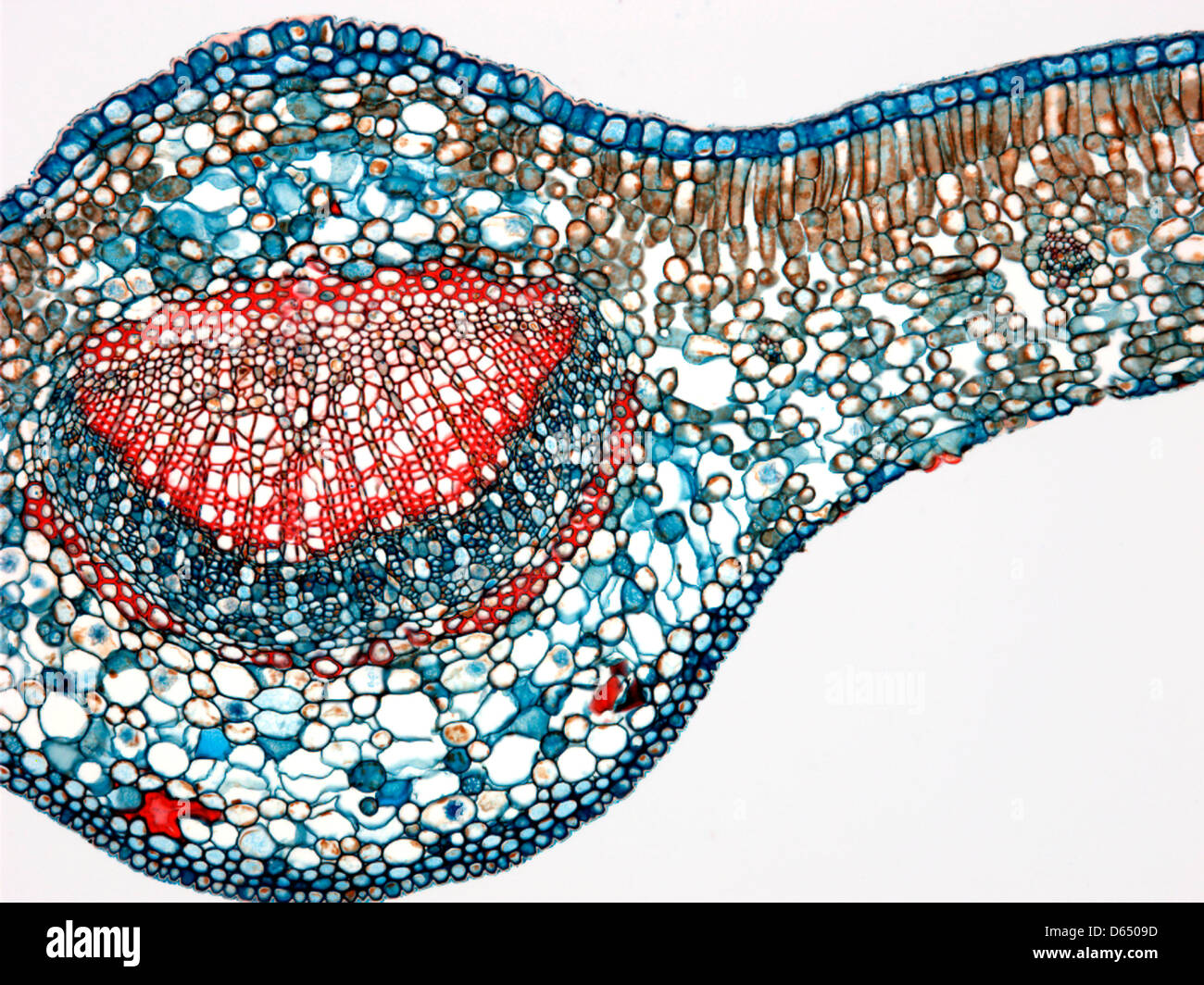 Feuille de Thé, lumière microphotographie Banque D'Images