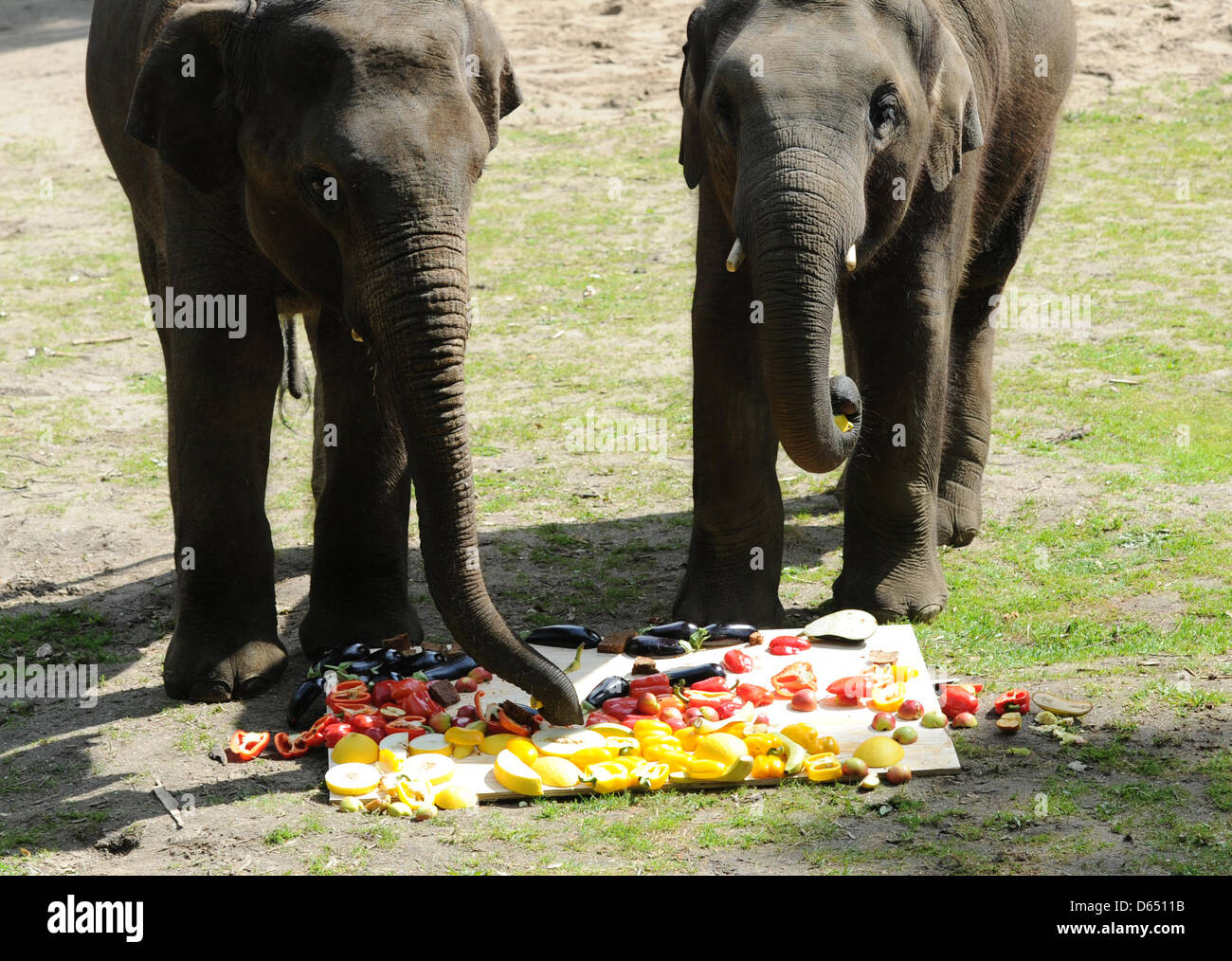 'Shahrukh éléphants' (R) et 'Shanti' manger à partir d'un drapeau allemand couvert de légumes à Hagenbecks Tierpark à Hambourg, Allemagne, 08 juin 2012. La loi sur les éléphants comme un oracle de soccer et choisi l'Allemagne comme le gagnant de l'Euro 2012 l'Allemagne du duel contre le Portugal. Photo : ANGELIKA WARMUTH Banque D'Images