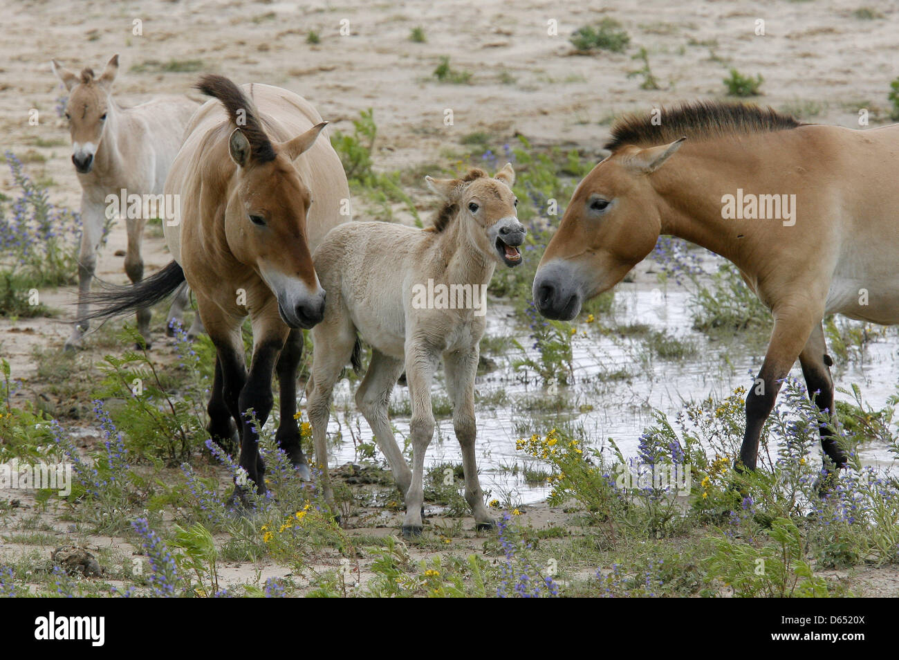 Fichier - une archive photo datée du 27 juin 2007 montre deux poulains chevaux de Przewalski et leur troupeau à l'exposition de la réserve naturelle de Doeberitzer Sielmann Heide dans Wustermark, près de Berlin, Allemagne. Deux chevaux sauvages forment la réserve naturelle aura une nouvelle maison dans le désert de Gobi à partir de juillet 2012. Heinz Sielmann Fondation a annoncé le 21 mai 2012 que les deux chevaux de Przewalski mar Banque D'Images