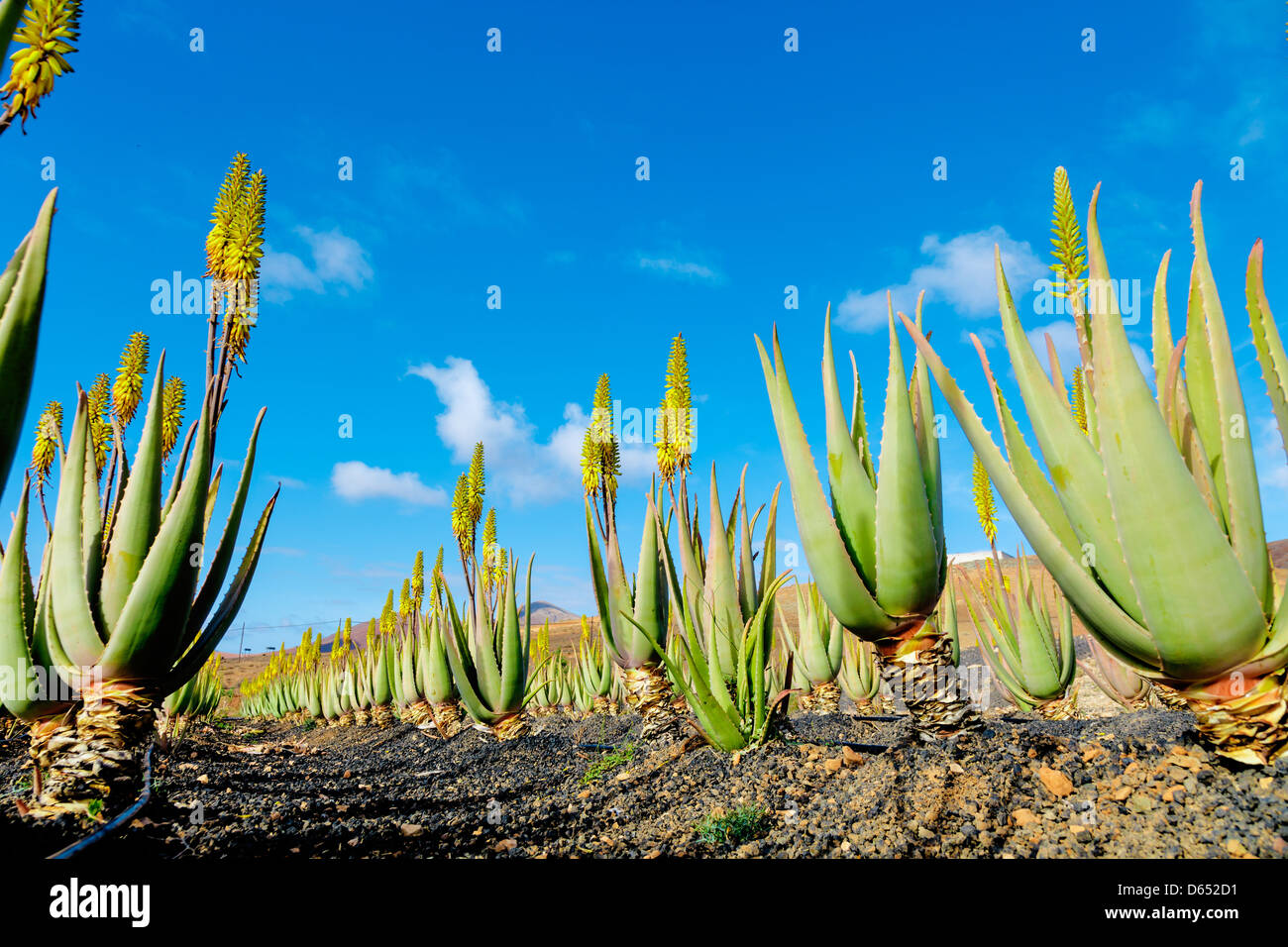 Plantation d'usine de vera d'aloès dans les îles Canaries Banque D'Images