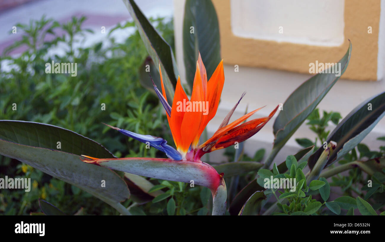 Plante colorée funky bleu orange jaune rouge leafs Banque D'Images