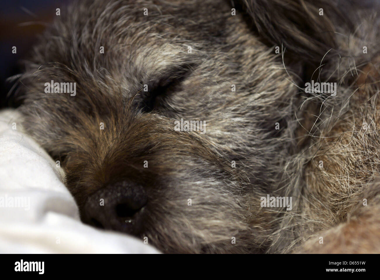Border terrier face nez oreilles lit couchage Chien Banque D'Images