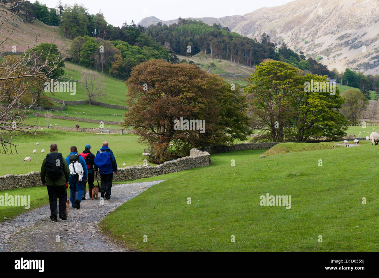 Un groupe d'hommes marcher dans le district du lac avec leurs chiens sur les pistes. Banque D'Images