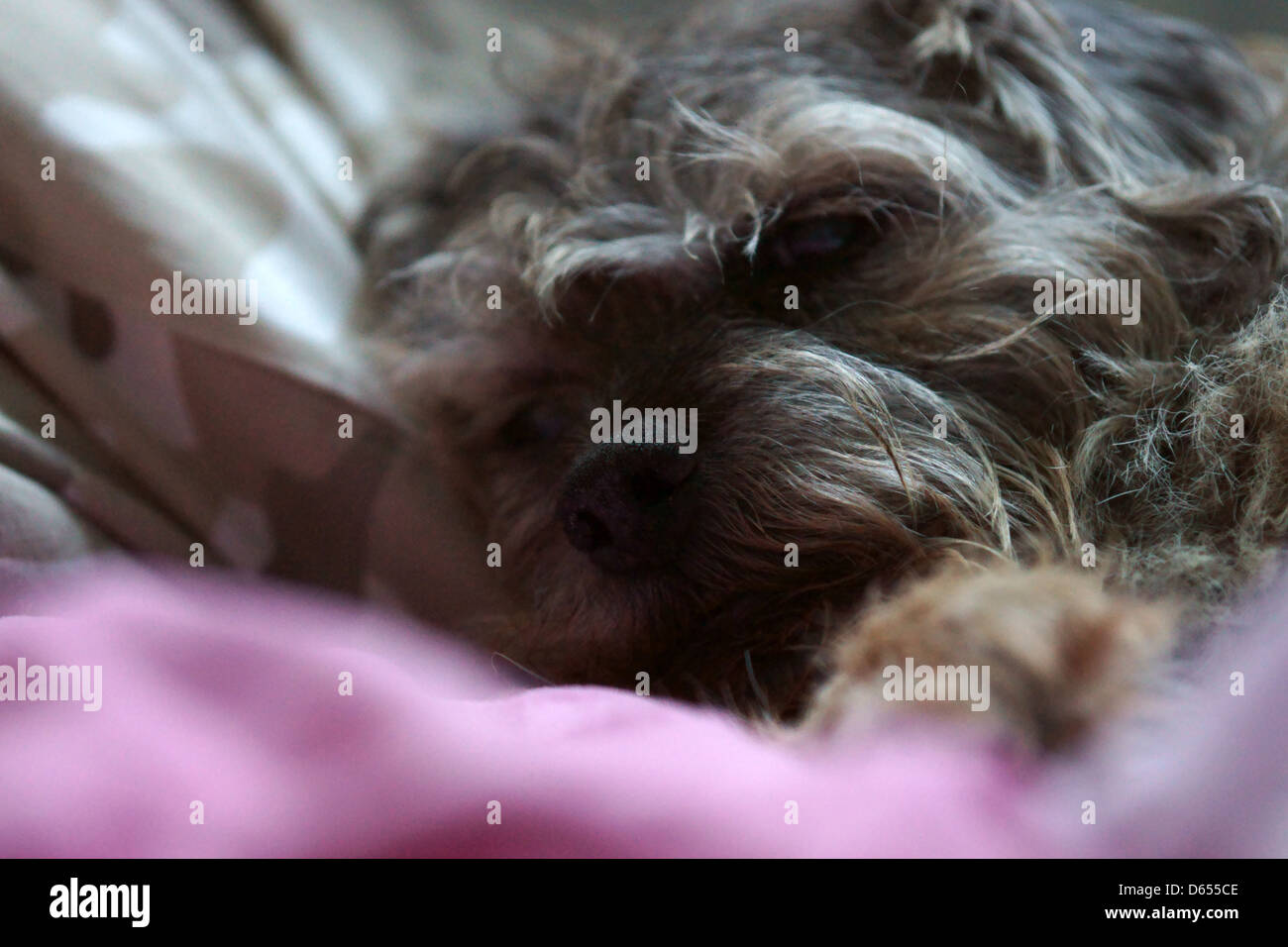 Couchage chien Border terrier rose camo face lit radiateur Banque D'Images