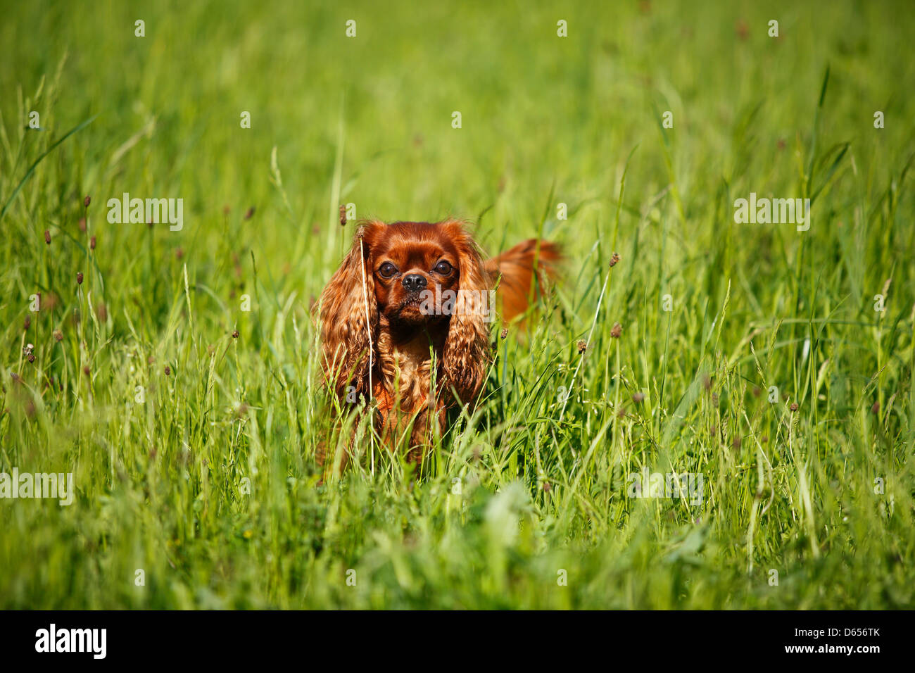 Cavalier King Charles Spaniel, homme, ruby, dans l'herbe haute Banque D'Images Cavalier King Charles Spaniel, homme, ruby, dans l'herbe haute Banque D'Images