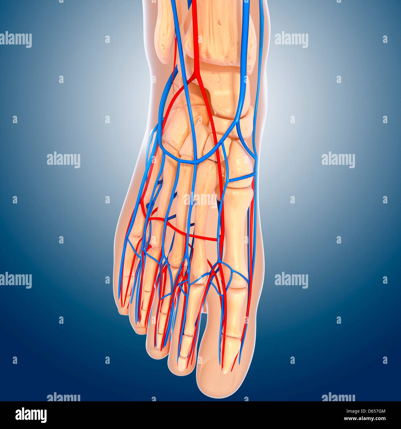 Foot anatomy, artwork Banque D'Images