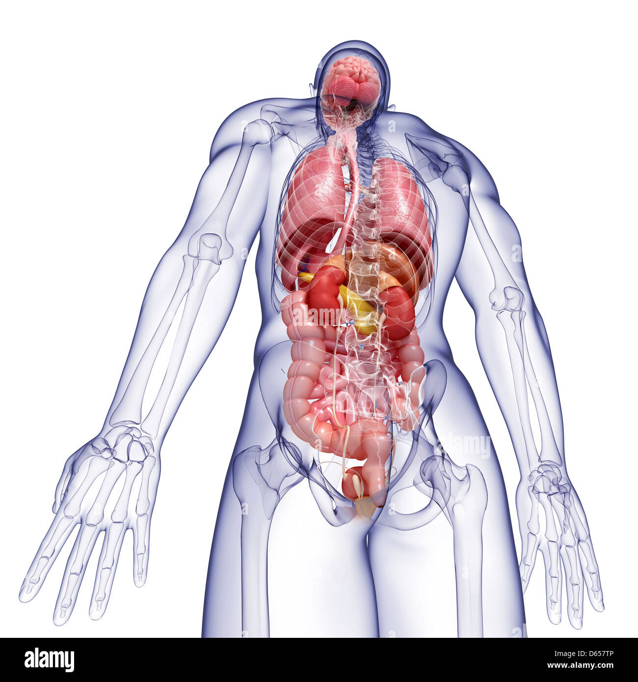 Human Anatomy, artwork Banque D'Images