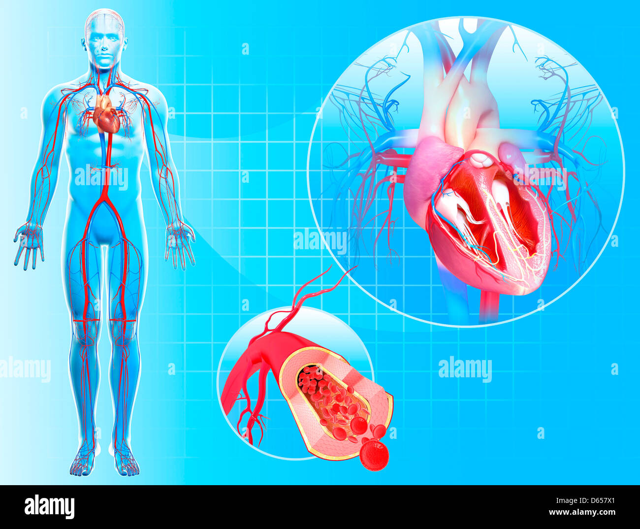 Système cardiovasculaire, artwork Banque D'Images