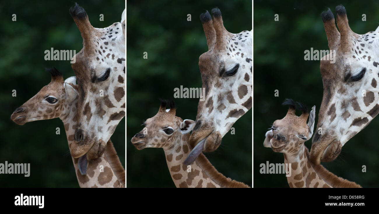 Une période de neuf jours, bébé girafe est photographié au zoo de Hanovre, Allemagne, 14 juin 2012. La girafe mâle est né le 5 juin avec un poids de 100 kg et une hauteur de 2 mètres. Les Girafes Rothschild viennent d'Afrique, se développer jusqu'à 6 mètres de haut et peut peser jusqu'à 1900 kg. Photo : JOCHEN LUEBKE Banque D'Images
