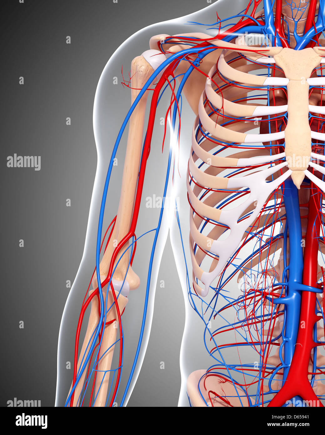 Haut du corps humain Banque de photographies et d’images à haute