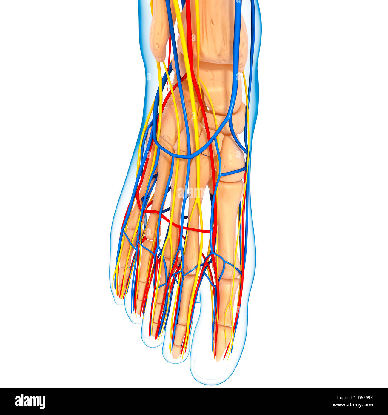 Foot anatomy, artwork Banque D'Images