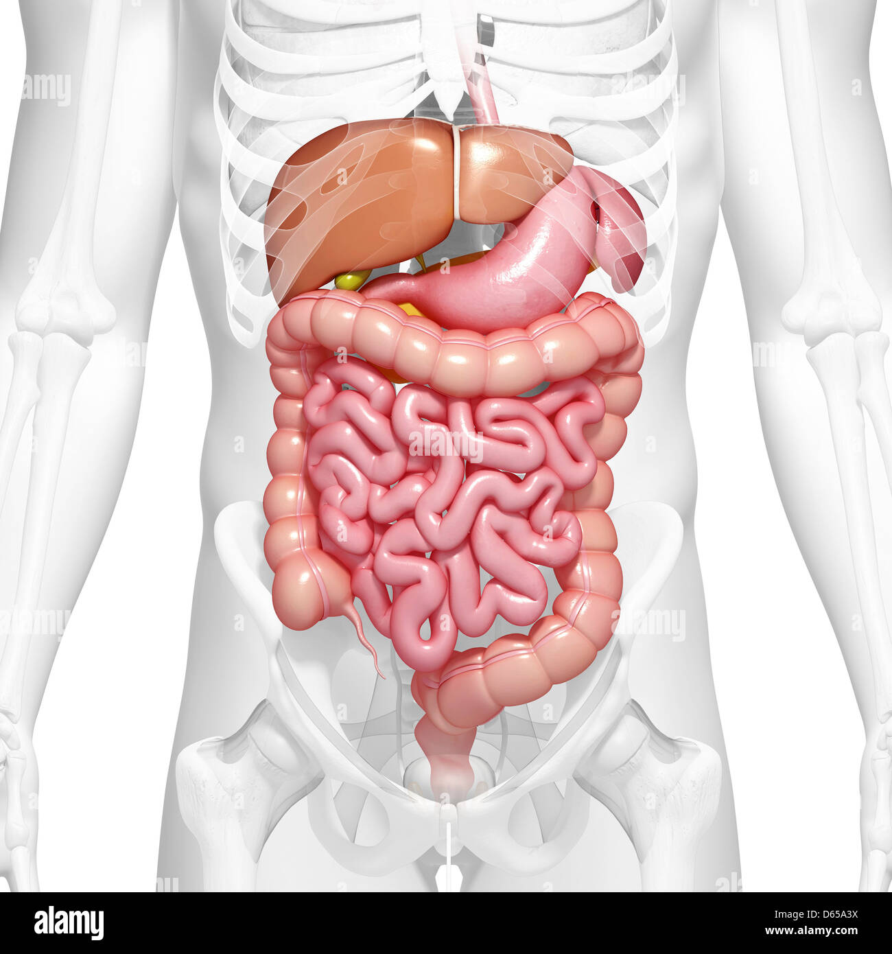Système digestif en santé, artwork Banque D'Images