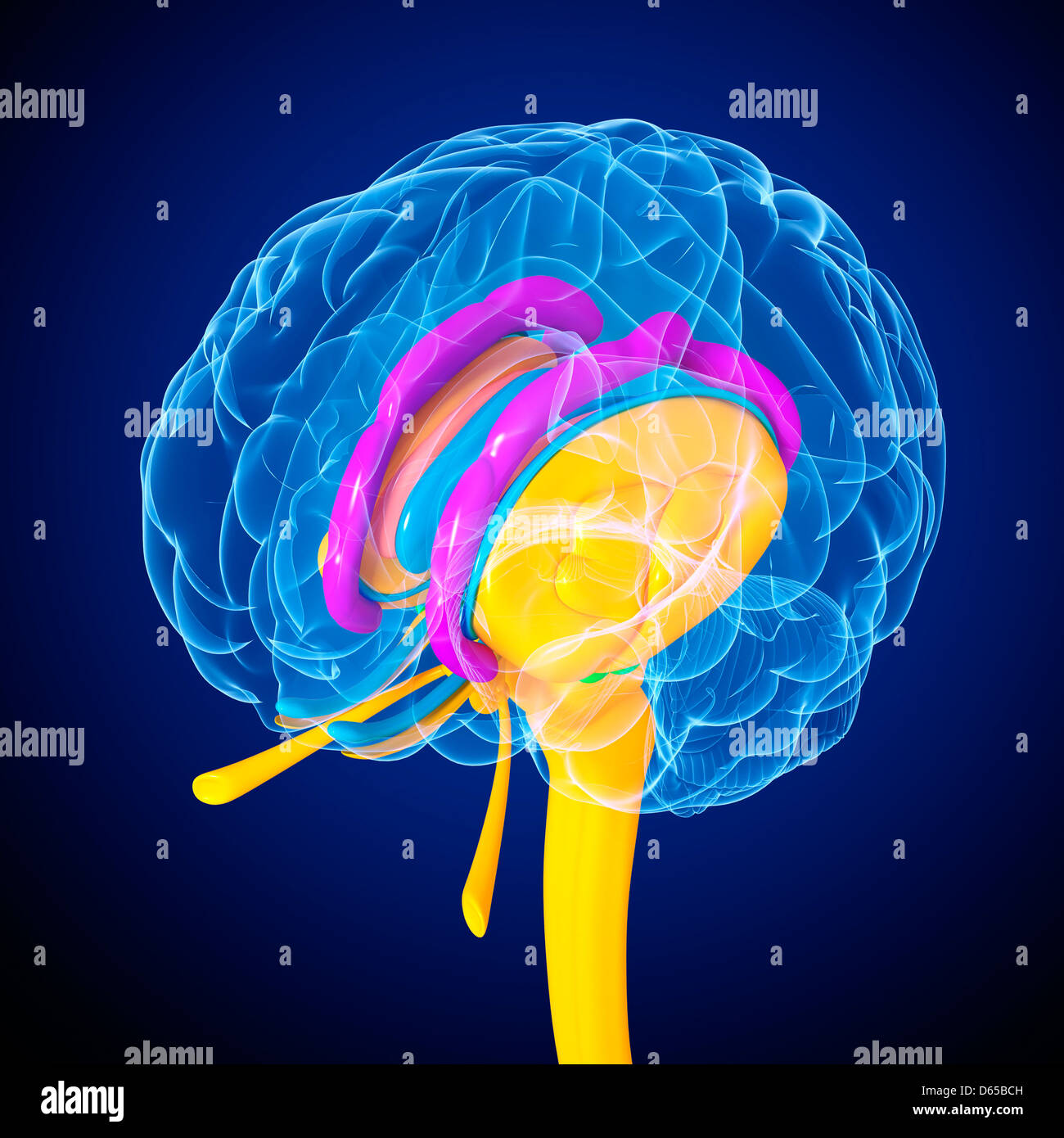 Anatomie cerveau Banque de photographies et d’images à haute résolution
