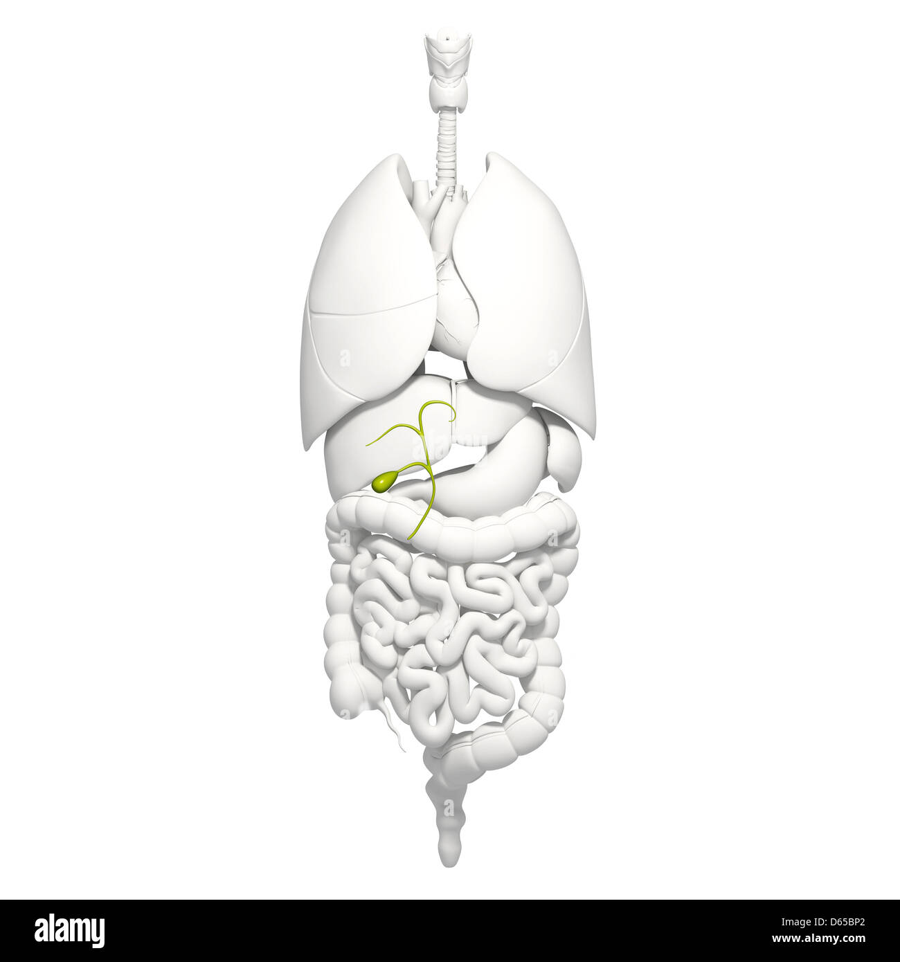 Human Anatomy, artwork Banque D'Images