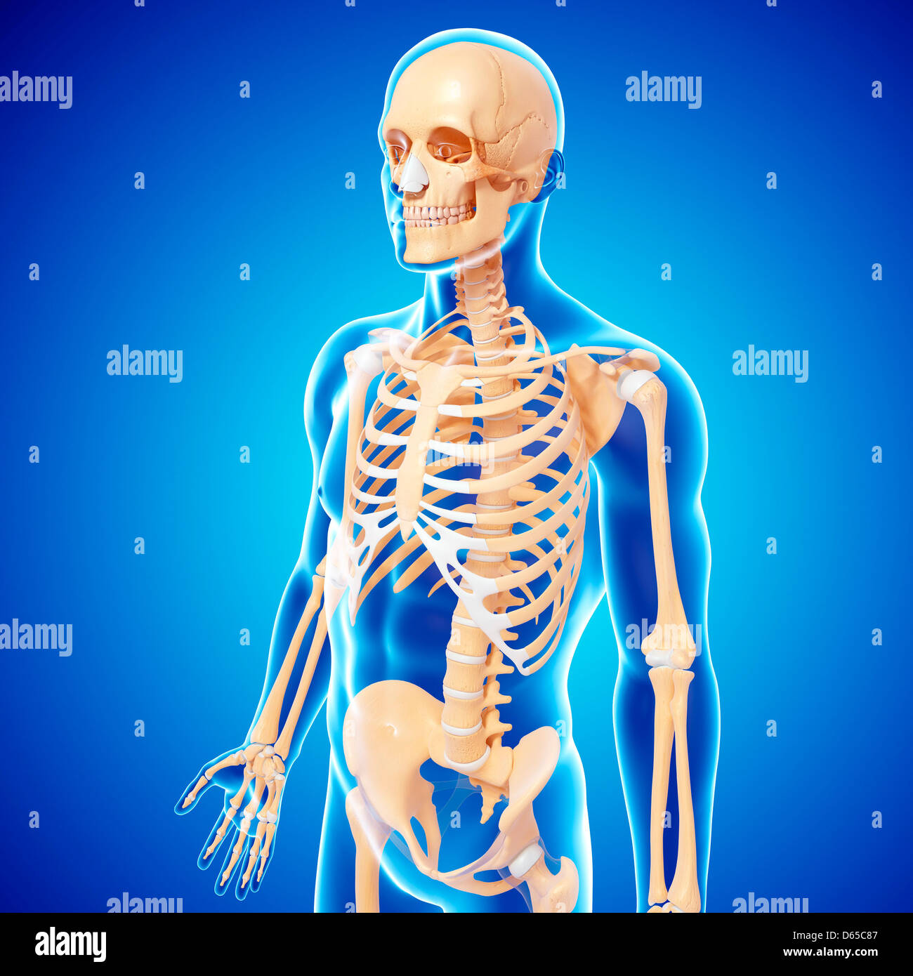 Human Skeleton, artwork Banque D'Images