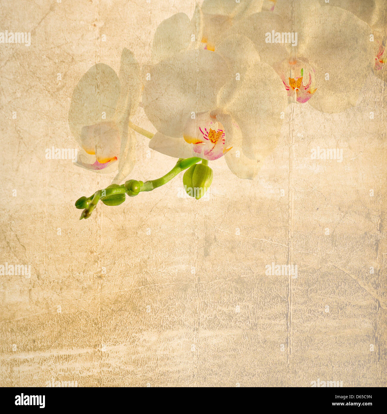 Vieux papier texturé avec fond blanc et orchidée phalaenopsis magenta Banque D'Images