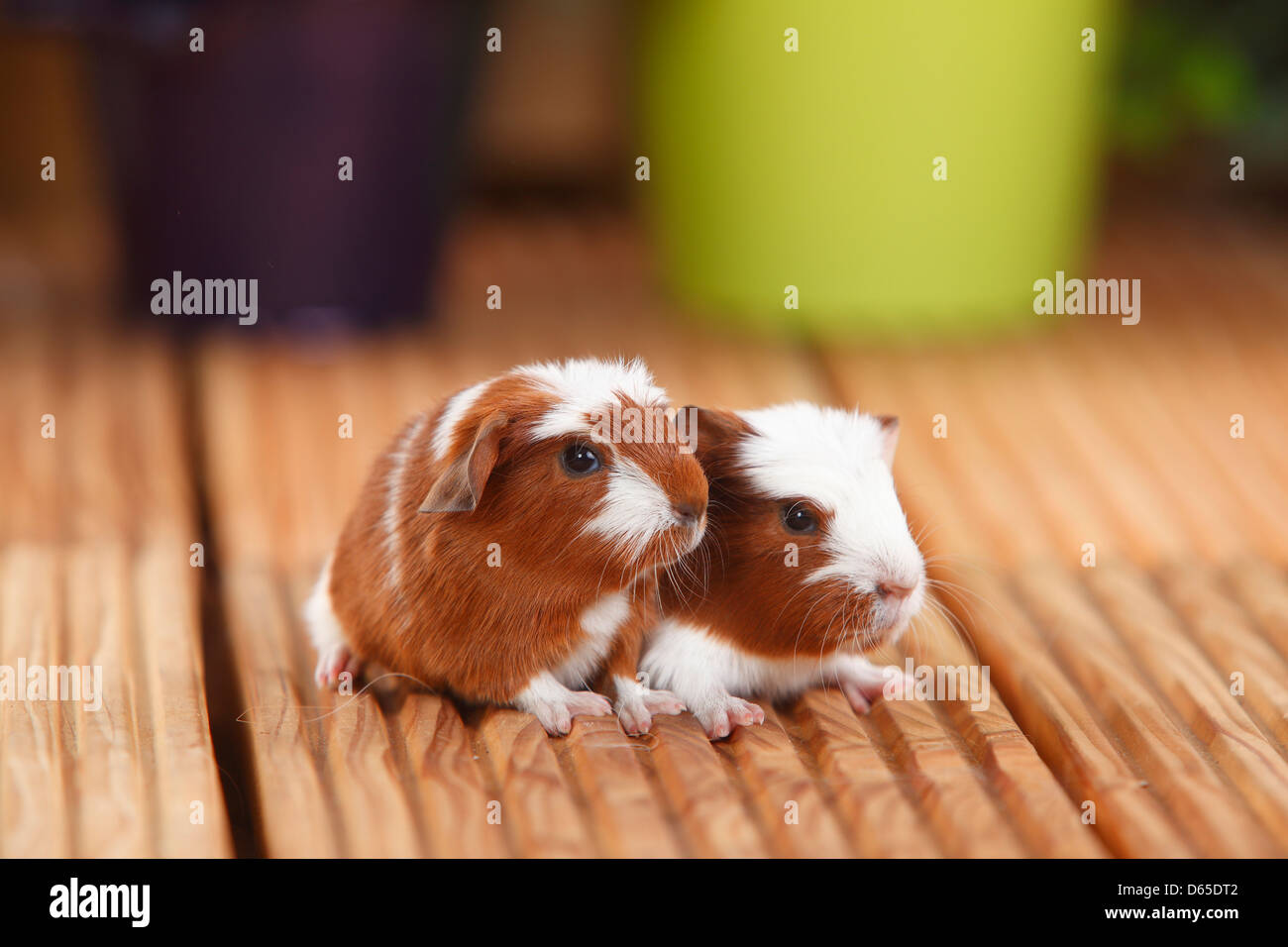 English Crested cobaye, jeune, rouge-blanc, 4 jours Banque D'Images