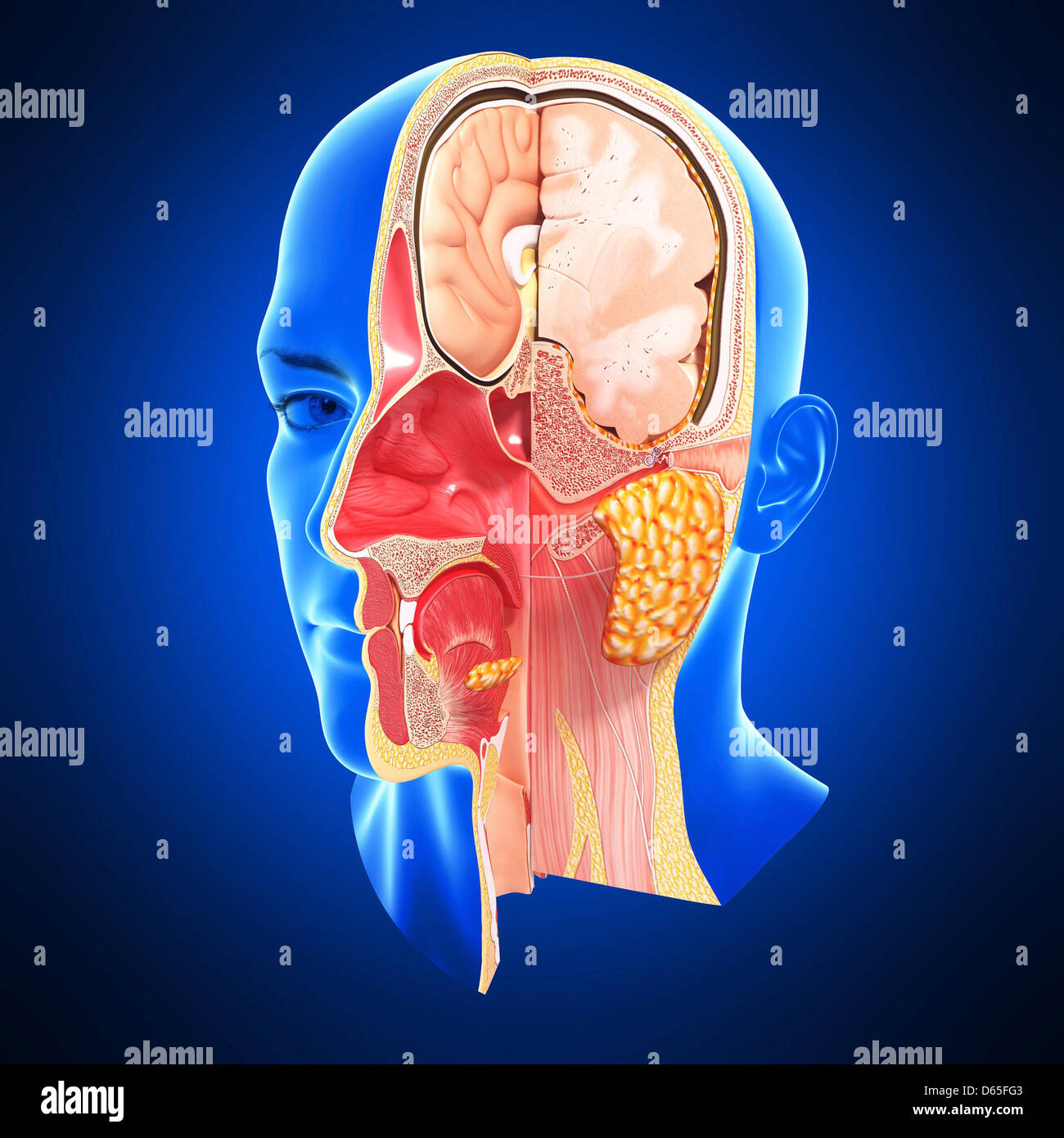 Anatomie De La Langue Banque d'image et photos Alamy