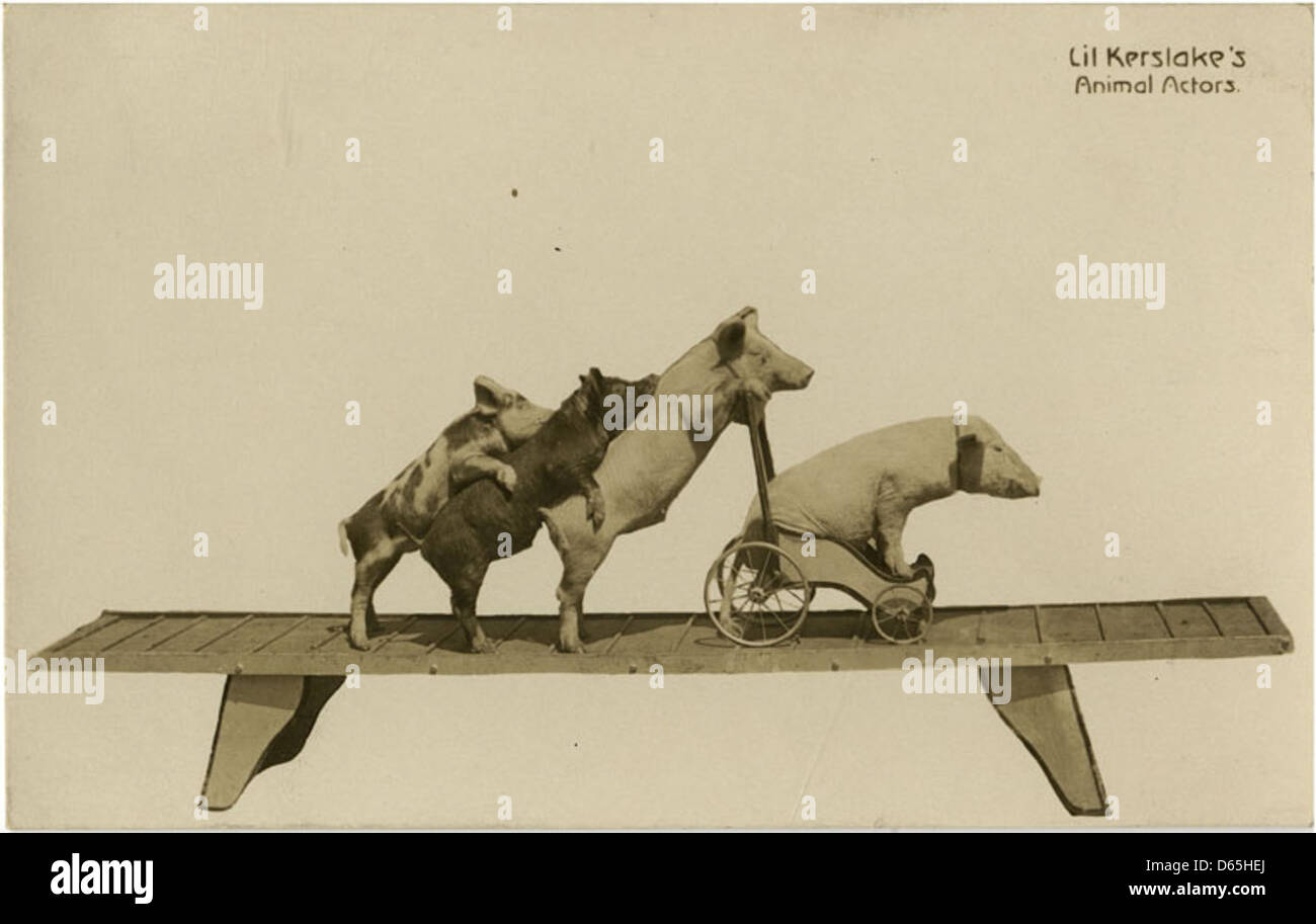 Une publicité française vintage pour les animaux Actors de Lil Kerslake, mettant en vedette des porcs dressés et d'autres animaux se produisant dans le cirque. La publicité souligne la popularité des spectacles animaliers au début du XXe siècle et les numéros de cirque uniques de Lil Kerslake. Banque D'Images