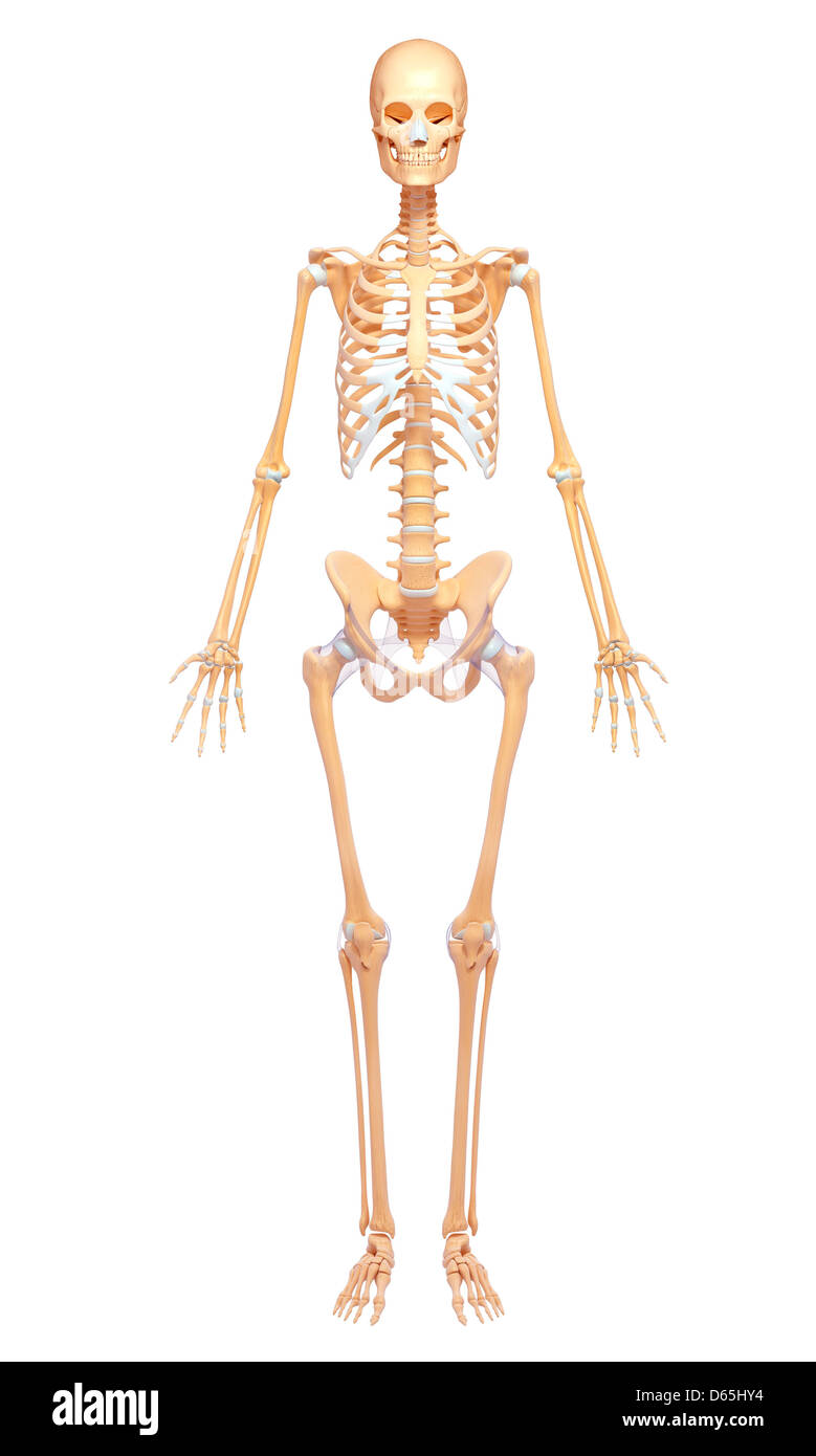 Human Skeleton, artwork Banque D'Images