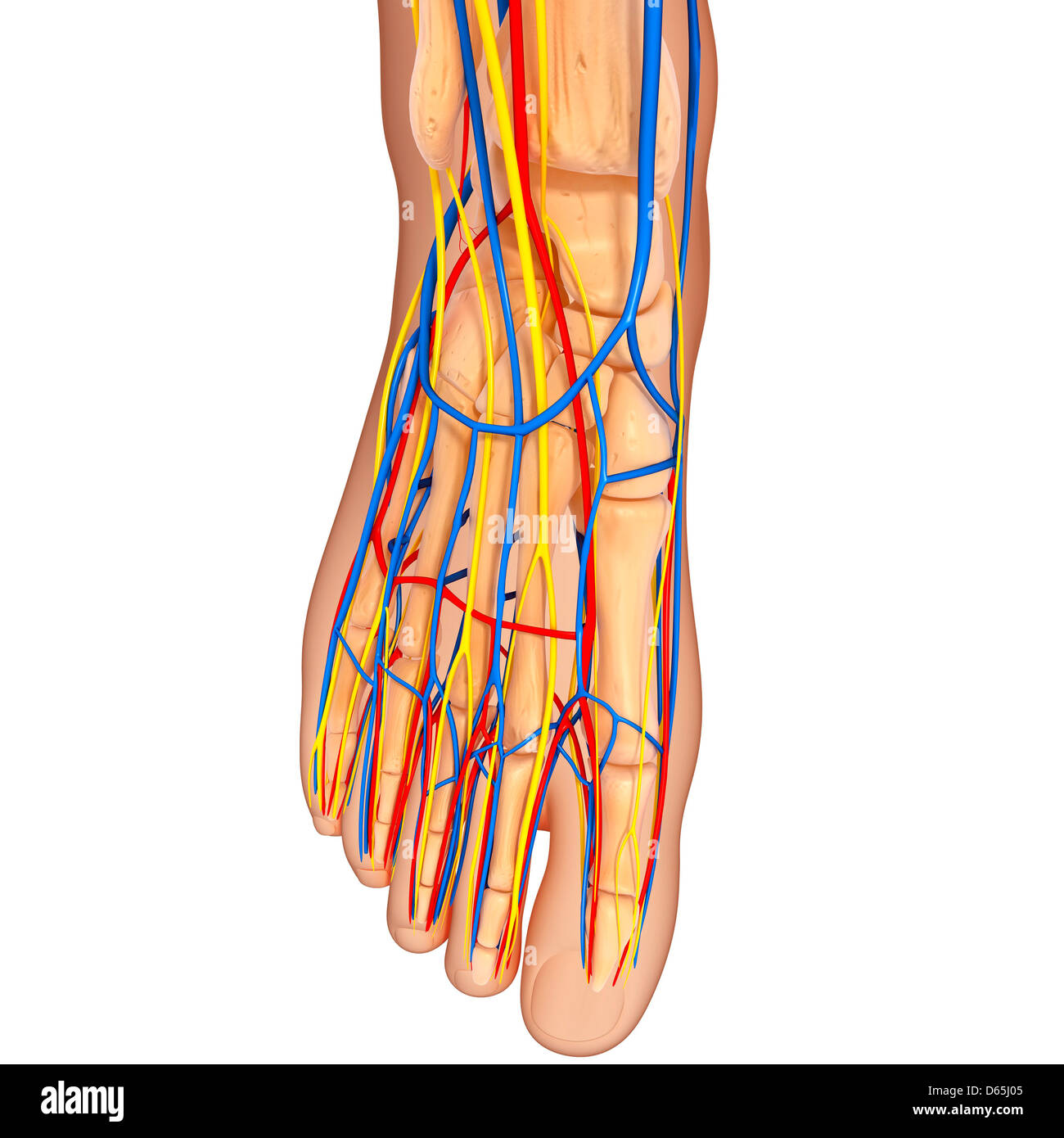 Foot anatomy, artwork Banque D'Images