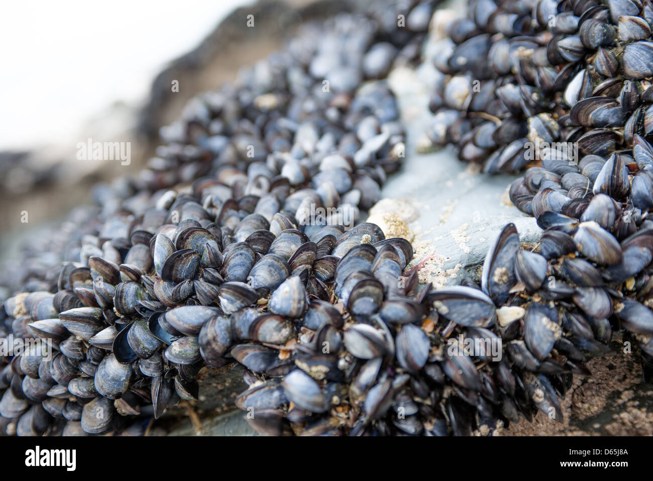 Les moules vivantes croissant sur les rochers de bord de mer Banque D'Images