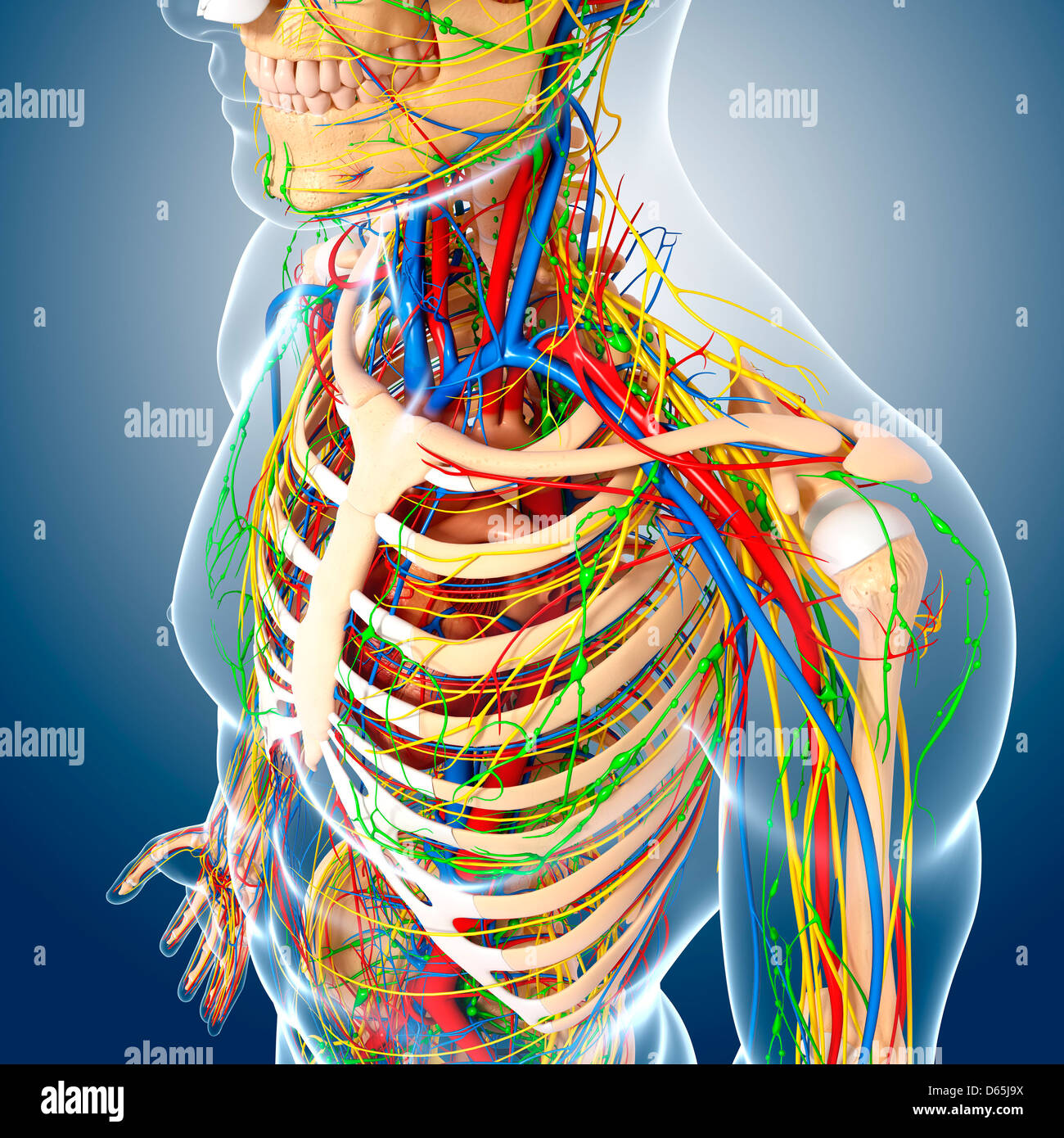 Anatomie du haut du corps Banque d'image et photos Page 11 Alamy