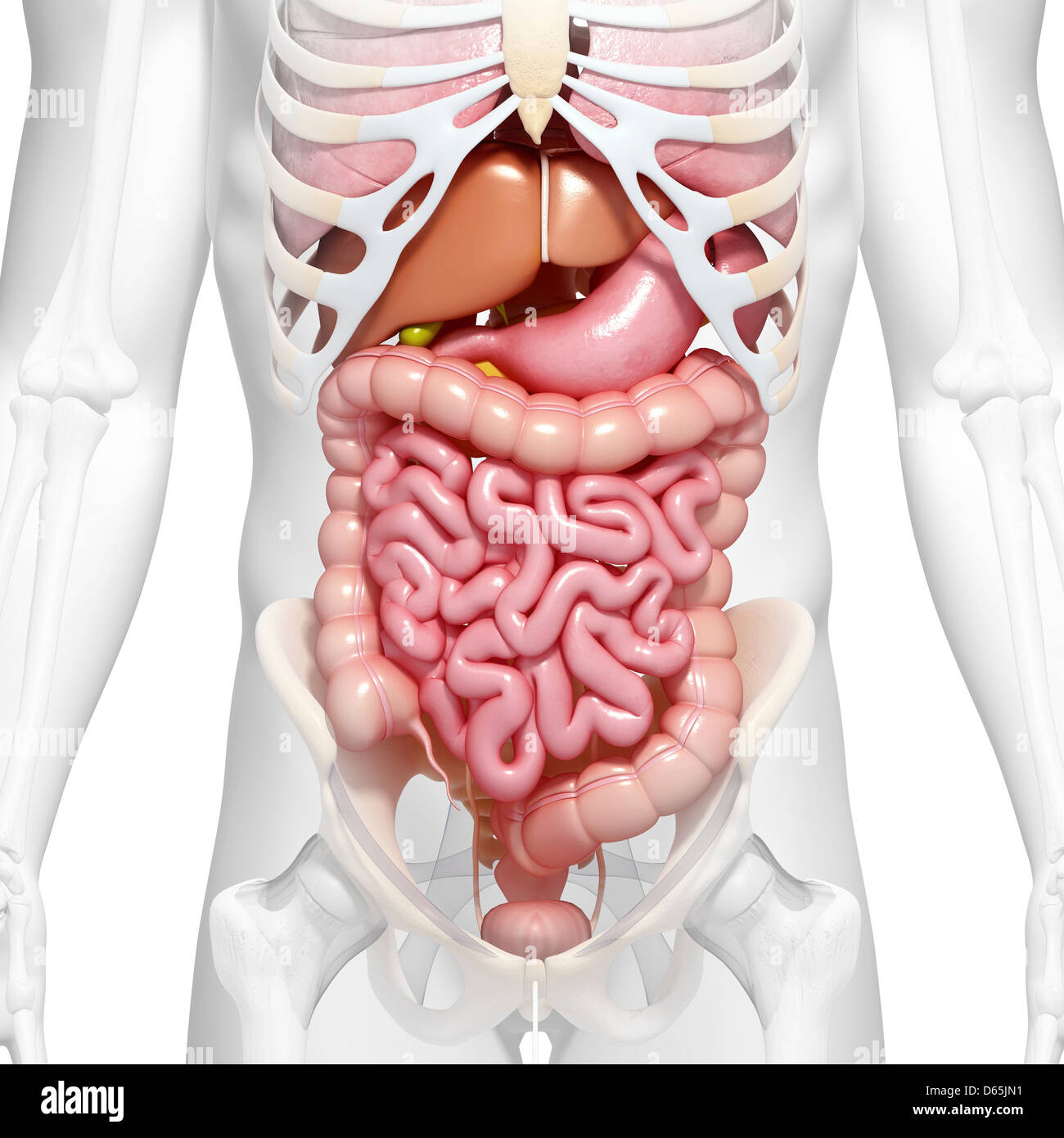 Anatomie de l'abdomen, artwork Banque D'Images