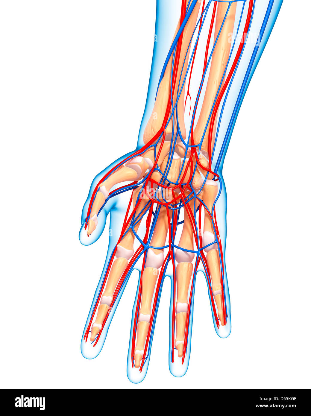 Anatomie Du Radius Banque d'image et photos Alamy