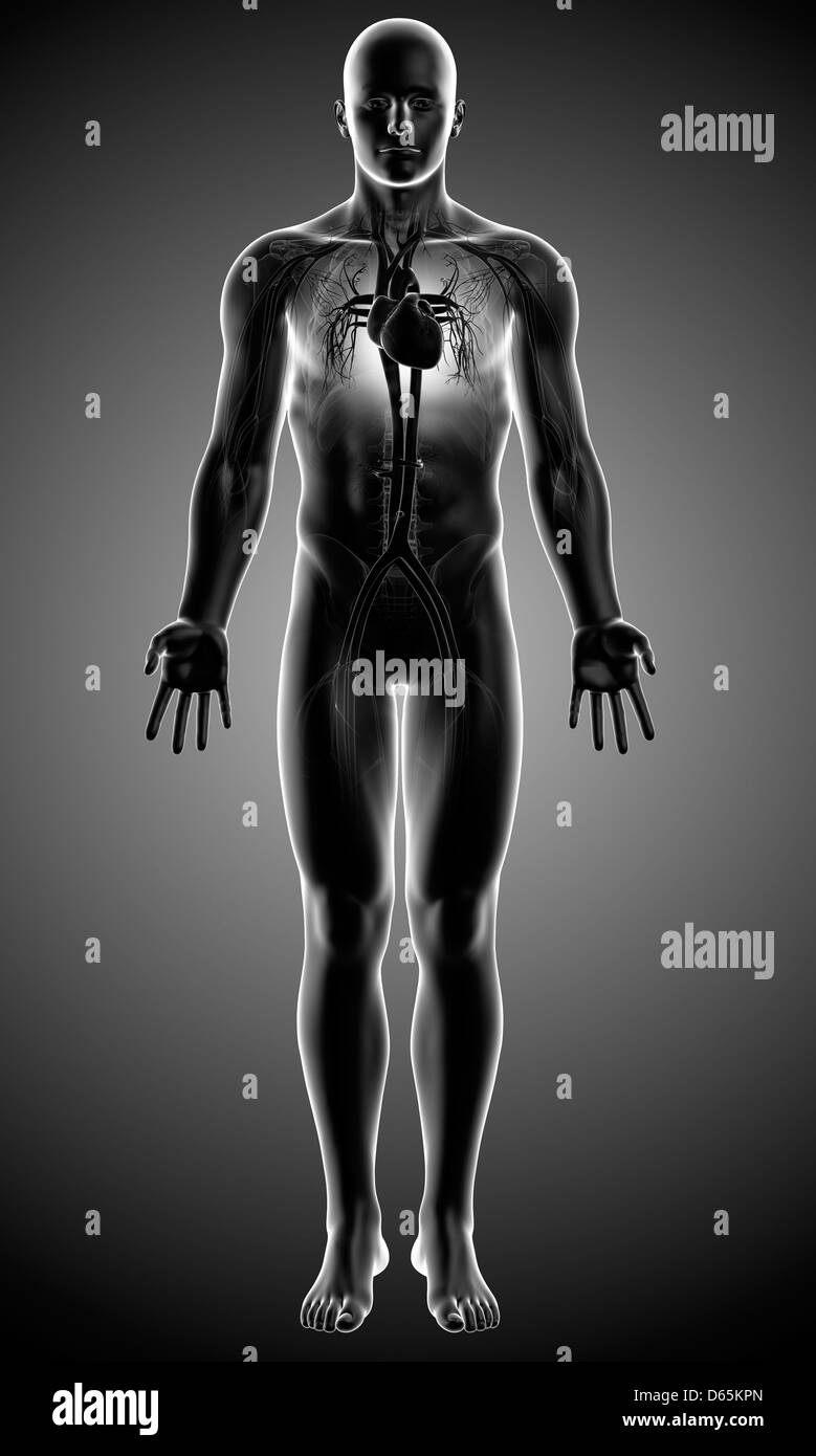 Male anatomy, artwork Banque D'Images