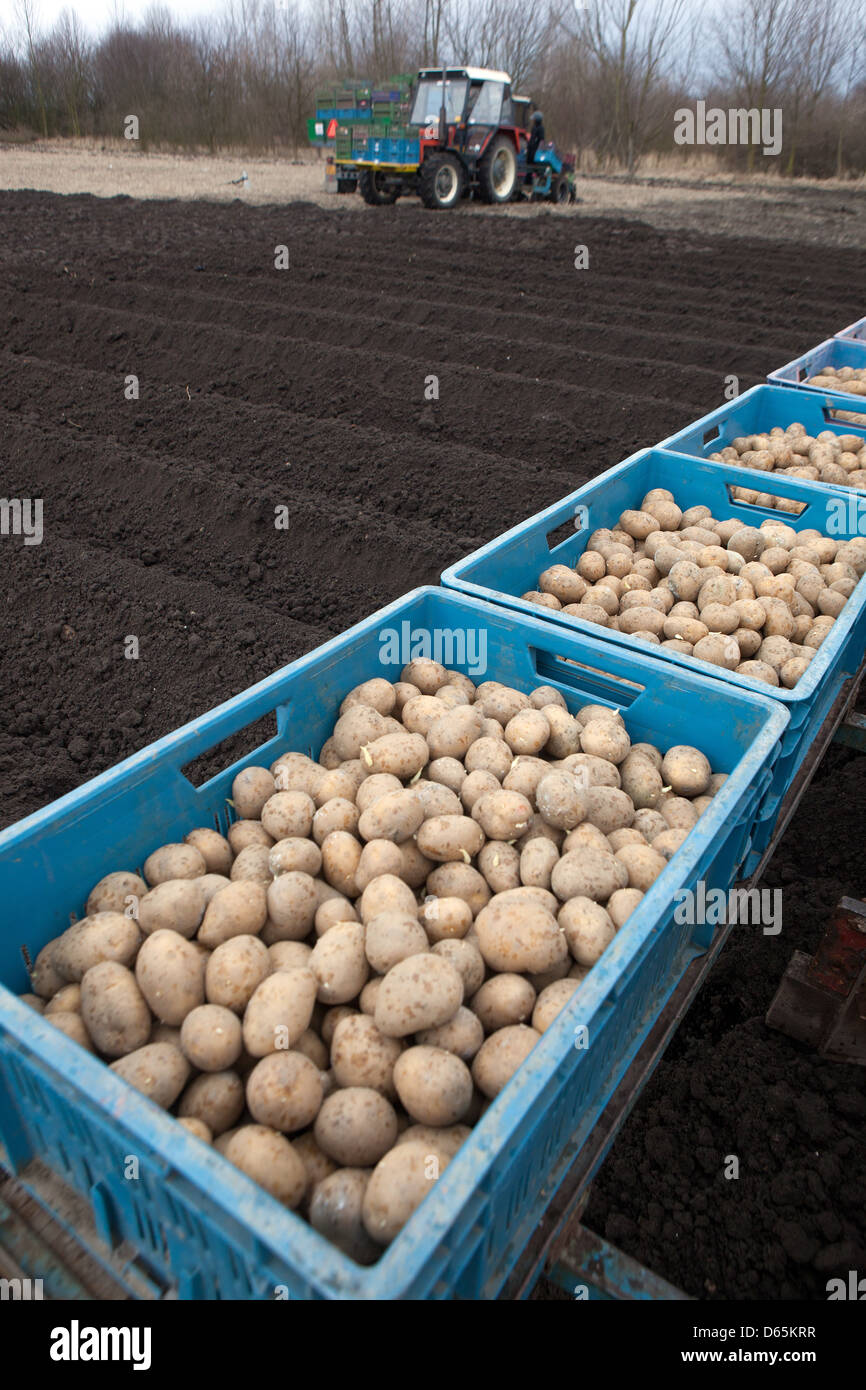 Plants de printemps de pommes de terre dans des caisses prêtes pour le semis dans le sol, travaux saisonniers, pommes de terre de production Banque D'Images