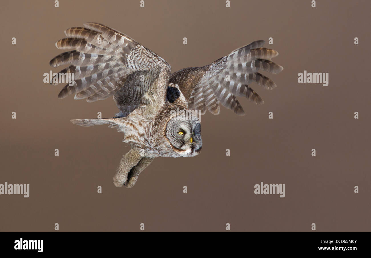 Chouette lapone Laponie ou (Strix nebulosa) en vol isolé sur fond gris Banque D'Images