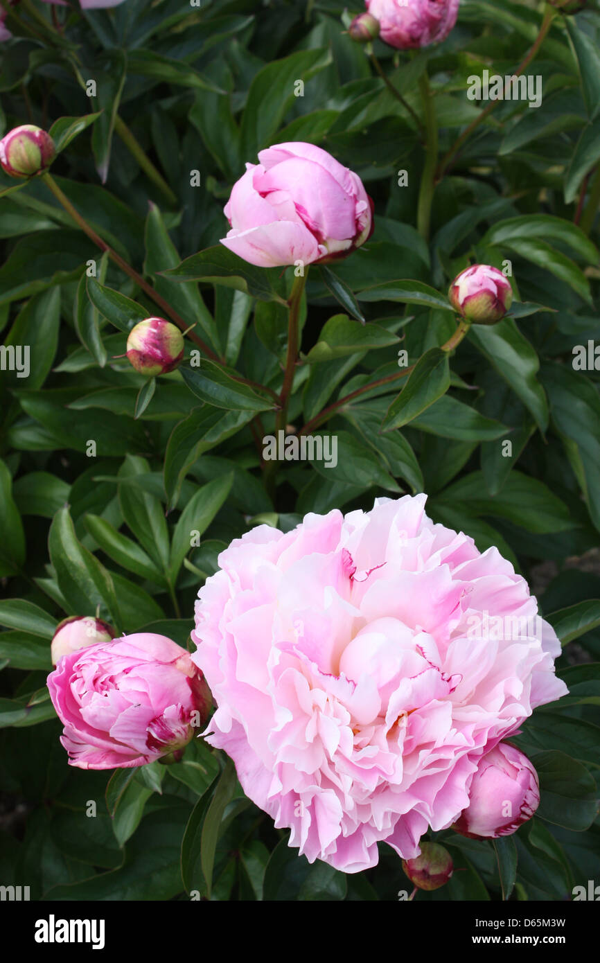 Des fleurs dans un jardin Banque D'Images