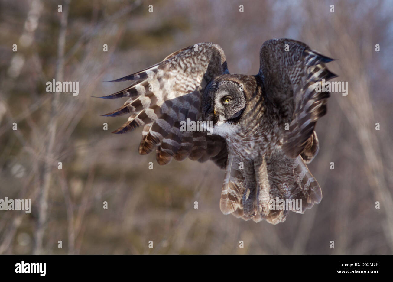 Chouette lapone Laponie ou (Strix nebulosa) en vol. Banque D'Images
