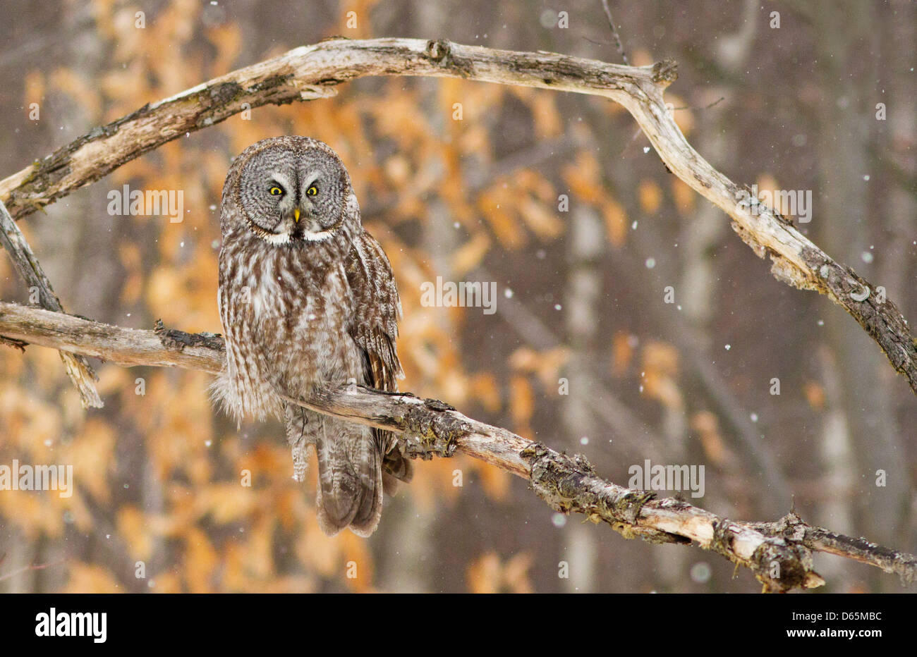 Chouette lapone Laponie ou (Strix nebulosa) owl durant une tempête de neige Québec-canada en Banque D'Images