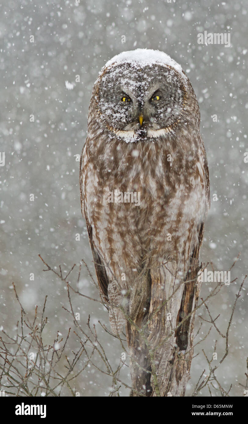 Chouette lapone Laponie ou (Strix nebulosa) owl durant une tempête de neige Québec-canada en Banque D'Images